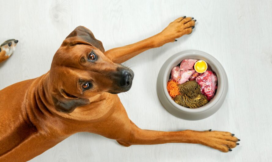 Hundeernährung – das sollte man beachten