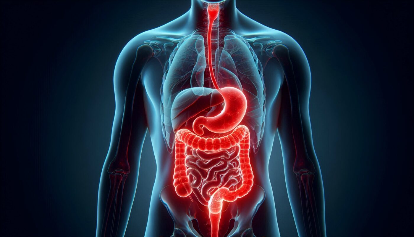 Anatomische Darstellung des Verdauungstrakts | Elfliq Liquid