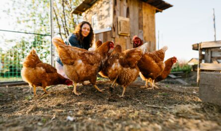 Freilaufende Hühner im Garten vor einem Stall mit natürlichem Auslauf