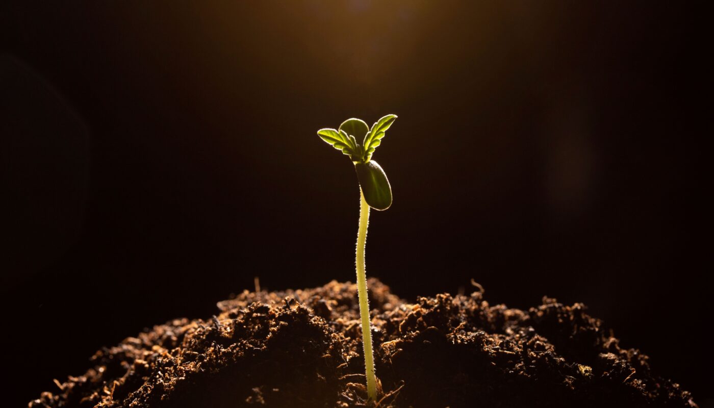 Cannabis Samen_ganjafarmer.de