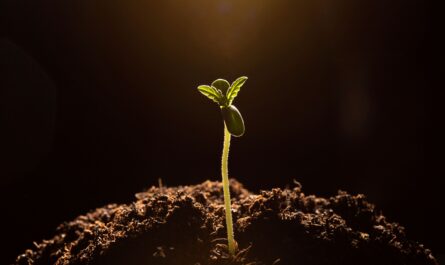 Cannabis Samen_ganjafarmer.de