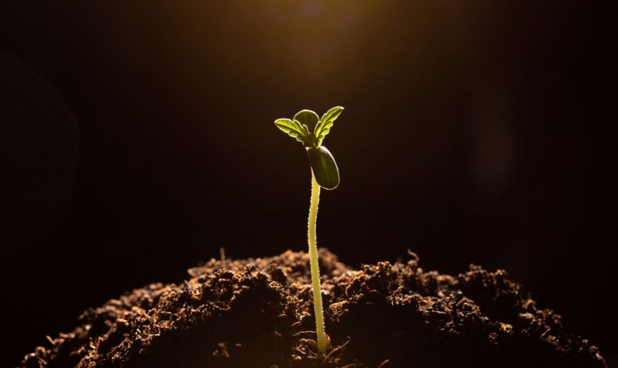 Vom Kern zur Ernte: So legst du den Grundstein für deinen Erfolg im Homegrow